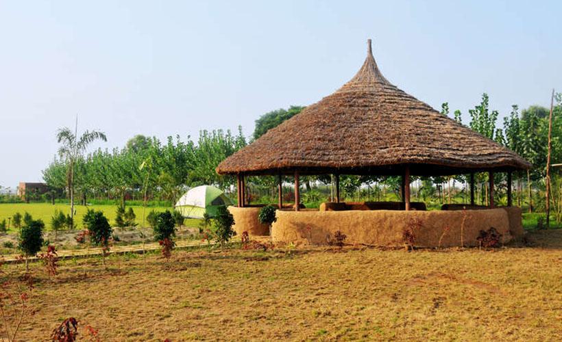 Thakran Farms